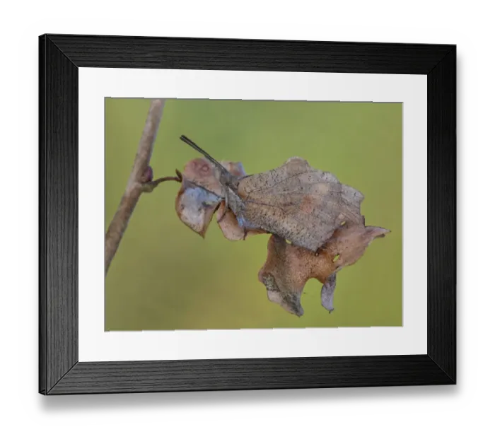 Framed Print : Nettle-tree Butterfly (Libythea celtis) adult, camouflaged on dry leaf, Peloponesos, Southern Greece, april Framed Print : Nettle-tree Butterfly (Libythea celtis) adult, camouflaged on dry leaf, Peloponesos, Southern Greece, april