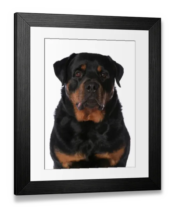Framed Print : Domestic Dog, Rottweiler, adult male, close-up of head Framed Print : Domestic Dog, Rottweiler, adult male, close-up of head