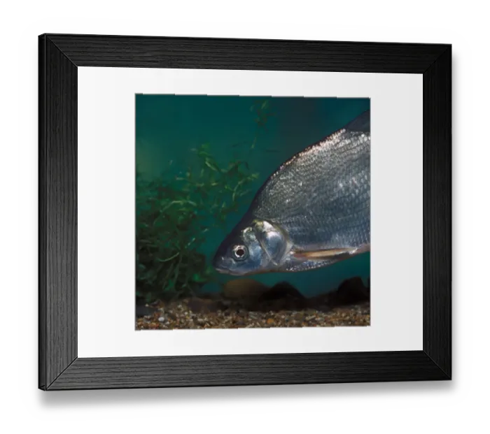 Framed Print : Fish - Common Bream (Abramis brama) Framed Print : Fish - Common Bream (Abramis brama)