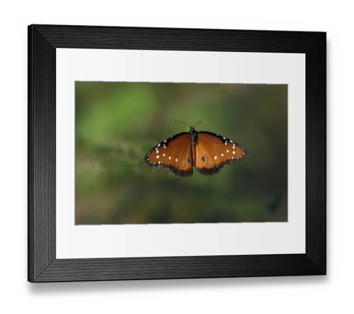 Framed Print : Queen Butterfly (Danaus gilippus) Upper wing  /  Isabela, Galapagos