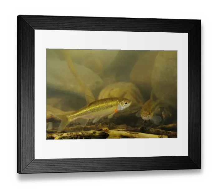 Framed Print : Vairone (Telestes muticellus) two adults, swimming, Italy, august Framed Print : Vairone (Telestes muticellus) two adults, swimming, Italy, august