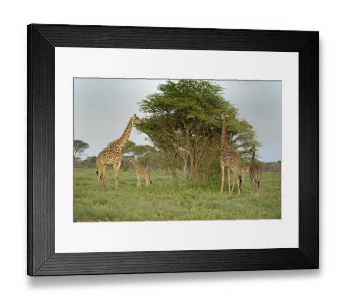 Framed Print : Masai Giraffe (Giraffa camelopardalis tippelskirchi) adults and young, feeding on acacia tree leaves, Serengeti N. P. Tanzania Framed Print : Masai Giraffe (Giraffa camelopardalis tippelskirchi) adults and young, feeding on acacia tree leaves, Serengeti N. P. Tanzania
