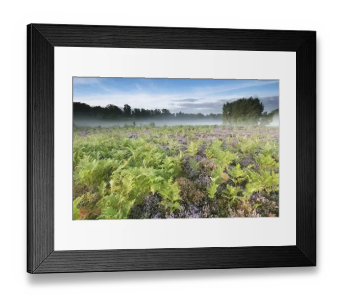 Framed Print : Bracken (Pteridium aquilinum) with Common Heather (Calluna vulgaris) flowering, growing on lowland heathland habitat at dawn, Hothfield Heathlands, Kent, England, august Framed Print : Bracken (Pteridium aquilinum) with Common Heather (Calluna vulgaris) flowering, growing on lowland heathland habitat at dawn, Hothfield Heathlands, Kent, England, august