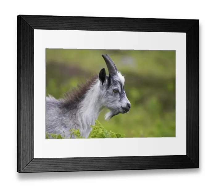 Framed Print : Feral Goat (Capra hircus) immature, close-up of head, feeding in dry valley, Lynton, Valley of the Rocks, Lynton, Exmoor N. P. Devon, England Framed Print : Feral Goat (Capra hircus) immature, close-up of head, feeding in dry valley, Lynton, Valley of the Rocks, Lynton, Exmoor N. P. Devon, England