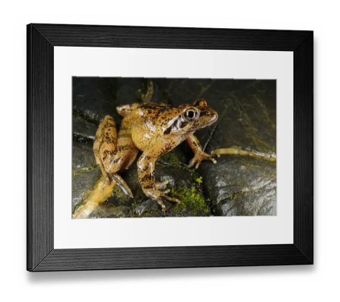 Framed Print : Italian Stream Frog (Rana italica) adult, sitting on rock, Italy, july Framed Print : Italian Stream Frog (Rana italica) adult, sitting on rock, Italy, july