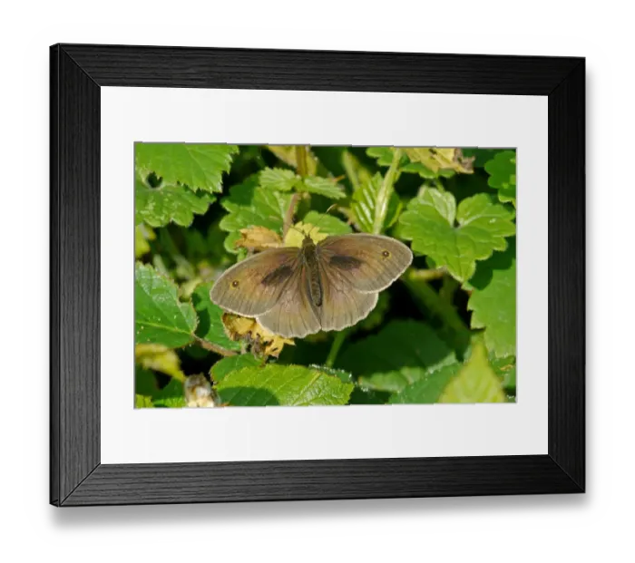 Framed Print : Meadow Brown (Maniola jurtina) adult male, sunning on leaves, Warren Hill, West Sussex, England, july Framed Print : Meadow Brown (Maniola jurtina) adult male, sunning on leaves, Warren Hill, West Sussex, England, july