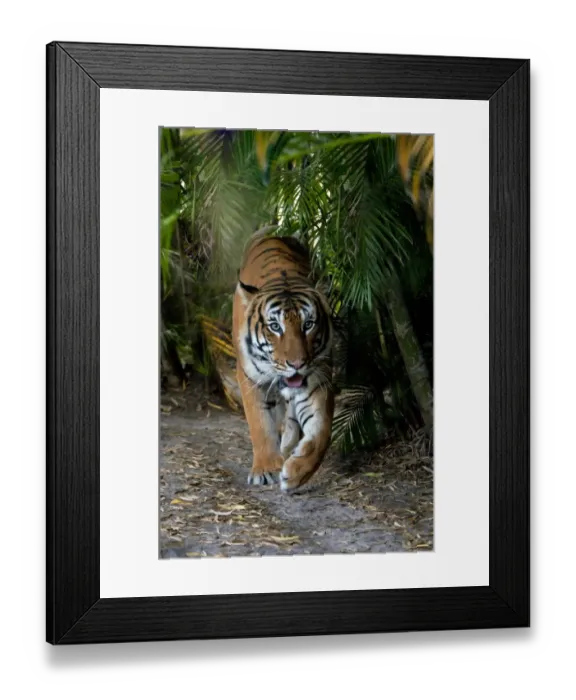 Framed Print : Malayan Tiger (Panthera tigris jacksoni) adult, walking (captive) Framed Print : Malayan Tiger (Panthera tigris jacksoni) adult, walking (captive)