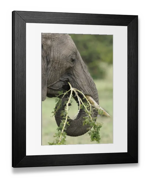 Framed Print : African Elephant (Loxodonta africana) adult female, close-up of head, feeding on acacia branch, Masai Mara, Kenya Framed Print : African Elephant (Loxodonta africana) adult female, close-up of head, feeding on acacia branch, Masai Mara, Kenya