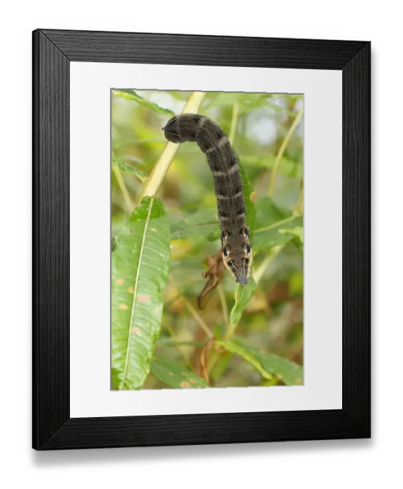 Framed Print : Elephant Hawkmoth (Deilephila elpenor) caterpillar, feeding on Rosebay Willowherb (Epilobium angustifolium) leaves, Powys, Wales, august