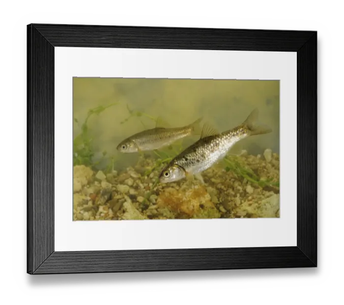 Framed Print : South European Roach (Rutilus rubilio) two adults, swimming, Italy, august Framed Print : South European Roach (Rutilus rubilio) two adults, swimming, Italy, august