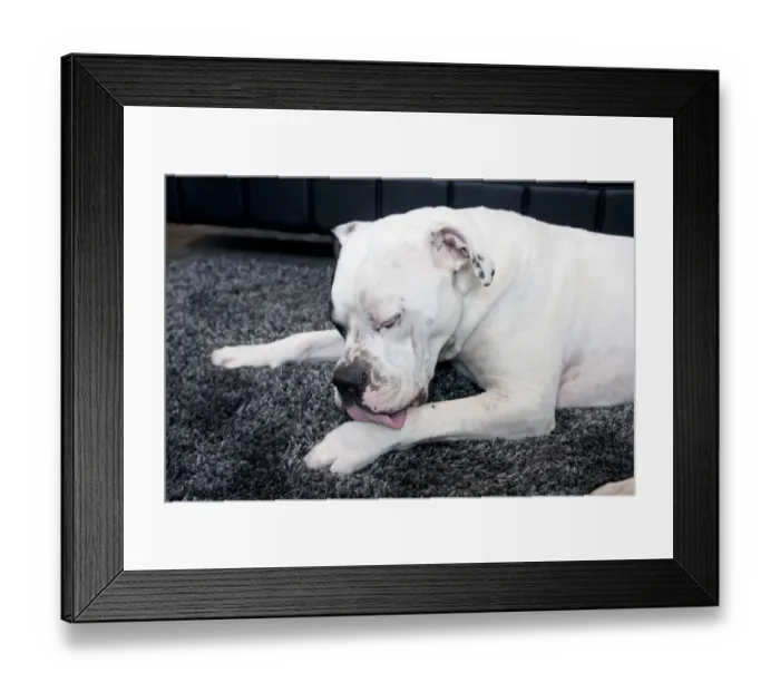 Framed Print : Domestic Dog, Old Tyme Bulldog, adult, licking leg, resting on rug, England Framed Print : Domestic Dog, Old Tyme Bulldog, adult, licking leg, resting on rug, England
