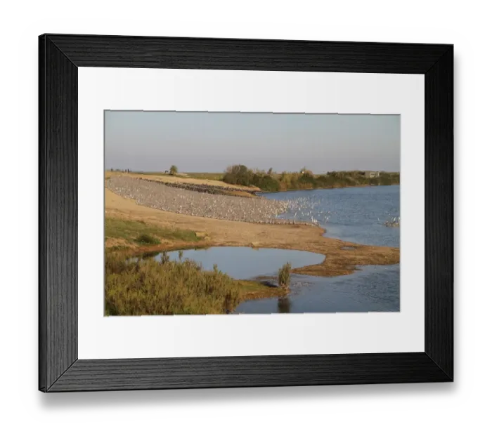 Framed Print : View of coastal lagoon habitat with Knot (Calidris canutus) and Eurasian Oystercatcher (Haematopus ostralegus) flocks, packed tightly together in segregated groups at high tide, Snettisham RSPB Reserve, Norfolk, England, october Framed Print : View of coastal lagoon habitat with Knot (Calidris canutus) and Eurasian Oystercatcher (Haematopus ostralegus) flocks, packed tightly together in segregated groups at high tide, Snettisham RSPB Reserve, Norfolk, England, october