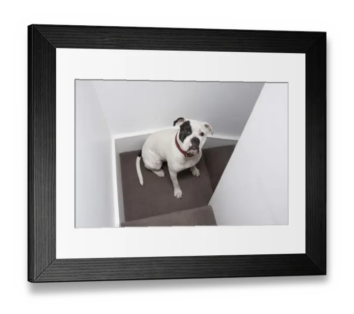 Framed Print : Domestic Dog, Old Tyme Bulldog, adult male, sitting on stairs in house, England Framed Print : Domestic Dog, Old Tyme Bulldog, adult male, sitting on stairs in house, England