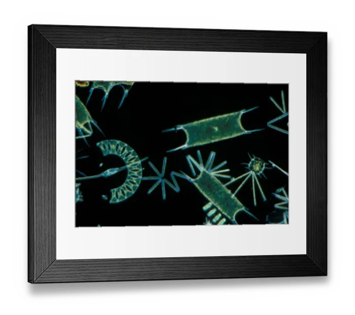 Framed Print : Plankton-Phytopl'ton Phytoplankton x 30 / various diatoms / dino-flagellate etc / English Channel Framed Print : Plankton-Phytopl'ton Phytoplankton x 30 / various diatoms / dino-flagellate etc / English Channel
