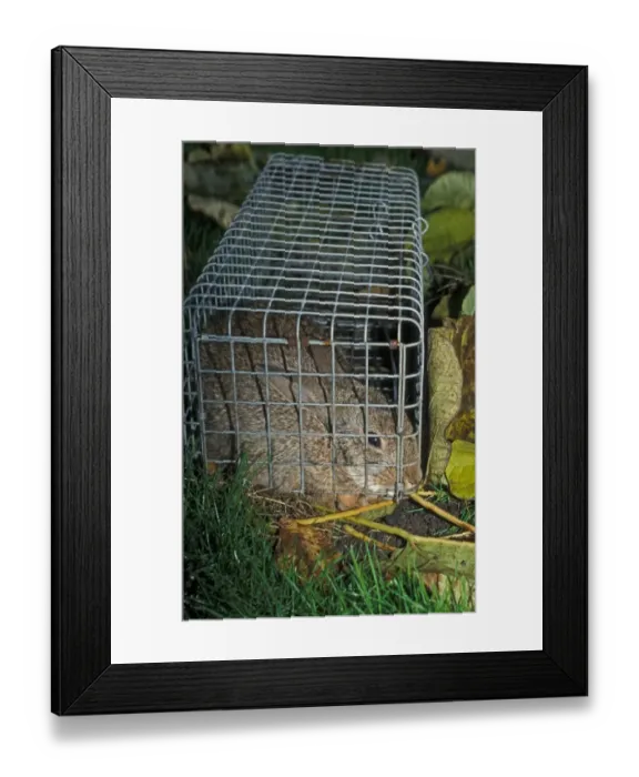 Framed Print : Destruction - Traps Rabbit (Oryctolagus cuniculus) trapped in live trap Framed Print : Destruction - Traps Rabbit (Oryctolagus cuniculus) trapped in live trap