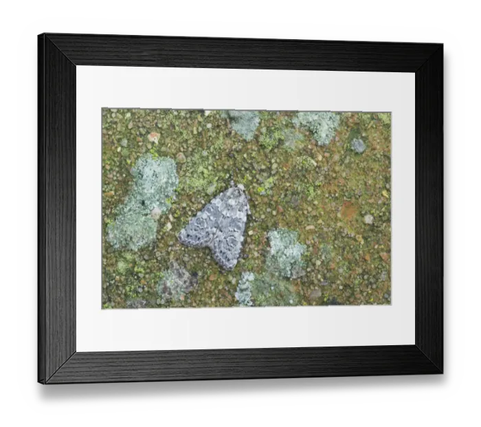 Framed Print : Marbled Beauty (Cryphia domestica) adult, Essex, England Framed Print : Marbled Beauty (Cryphia domestica) adult, Essex, England