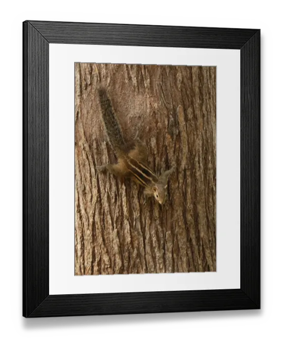 Framed Print : Indian Palm Squirrel (Funambulus palmarum) adult, decending tree trunk, Sri Lanka, december Framed Print : Indian Palm Squirrel (Funambulus palmarum) adult, decending tree trunk, Sri Lanka, december