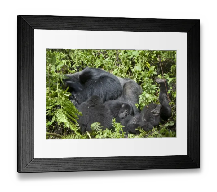 Framed Print : Mountain Gorilla (Gorilla beringei beringei) silverback adult male and young, resting in vegetation, Volcanoes N. P. Virunga Mountains, Rwanda Framed Print : Mountain Gorilla (Gorilla beringei beringei) silverback adult male and young, resting in vegetation, Volcanoes N. P. Virunga Mountains, Rwanda