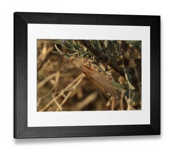 Framed Print : Egyptian Grasshopper (Anacridium aegyptium) adult, resting on stem, Algarve, Portugal, october Framed Print : Egyptian Grasshopper (Anacridium aegyptium) adult, resting on stem, Algarve, Portugal, october
