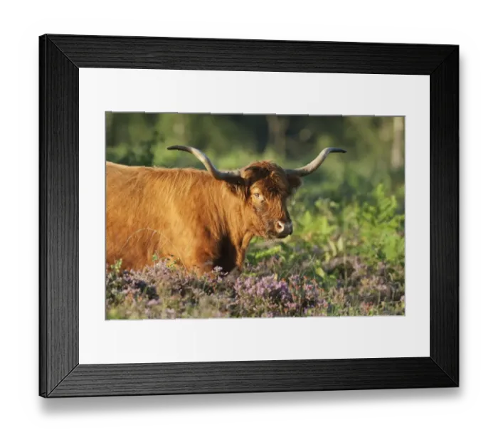 Framed Print : Highland Cattle, cow, walking through heather and bracken on lowland heathland, Hothfield Heathlands, Kent, England, july Framed Print : Highland Cattle, cow, walking through heather and bracken on lowland heathland, Hothfield Heathlands, Kent, England, july