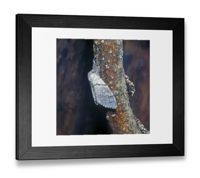 Framed Print : Moth - Tussock Pale (Dasychira pudibunda) Female on branch Framed Print : Moth - Tussock Pale (Dasychira pudibunda) Female on branch