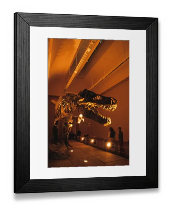 Framed Print : Tyrannosaurus Rex, Sue, recontruction of largest T. Rex fossil skeleton ever found, Alaska Museum, U. S. A