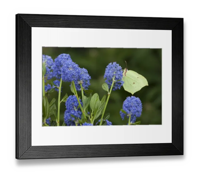Framed Print : Brimstone Butterfly (Gonepteryx rhamni) adult, feeding on California Lilac (Ceanothus arboreus) flowers in garden, England, june Framed Print : Brimstone Butterfly (Gonepteryx rhamni) adult, feeding on California Lilac (Ceanothus arboreus) flowers in garden, England, june