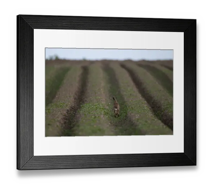 Framed Print : European Hare (Lepus europaeus) adult, running in furrow of field, Norfolk, England, late winter Framed Print : European Hare (Lepus europaeus) adult, running in furrow of field, Norfolk, England, late winter