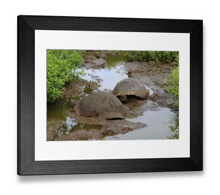 Framed Print : Galapagos Giant Tortoise (Geochelone nigra) two adults, wallowing in mud, Galapagos Islands Framed Print : Galapagos Giant Tortoise (Geochelone nigra) two adults, wallowing in mud, Galapagos Islands