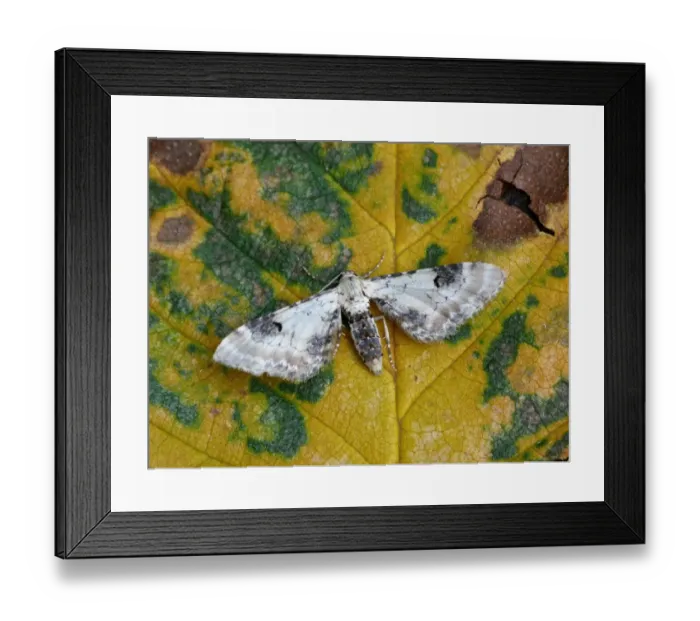 Framed Print : Lime-speck Pug (Eupithecia centaureata) adult, resting on decaying leaf, Leicestershire, England, august Framed Print : Lime-speck Pug (Eupithecia centaureata) adult, resting on decaying leaf, Leicestershire, England, august