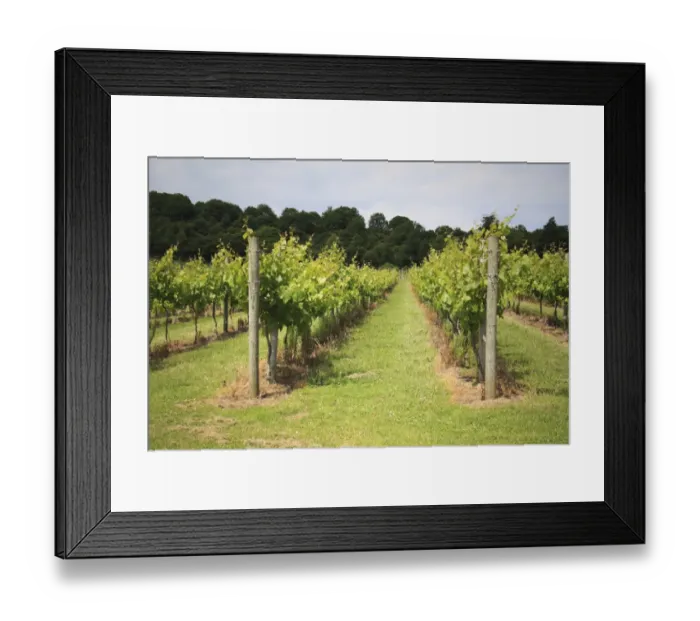 Framed Print : Vineyard with rows of grape vines growing on south-facing slope of chalk downland, Adgestone Vineyard, Adgestone, Isle of Wight, England, july