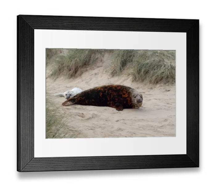 Framed Print : Grey Seal (Halichoerus grypus) adult female, with brown stained coat, with newborn whitecoat pup, amongst sand dunes for protection from high tide, Horsey, Norfolk, England, november