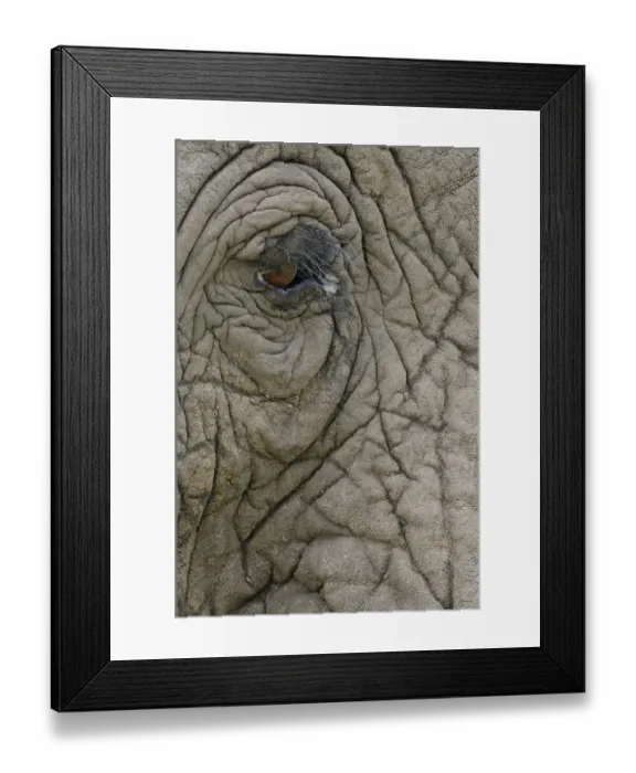 Framed Print : African Elephant (Loxodonta africana) adult, close-up of eye and skin, Masai Mara, Kenya Framed Print : African Elephant (Loxodonta africana) adult, close-up of eye and skin, Masai Mara, Kenya