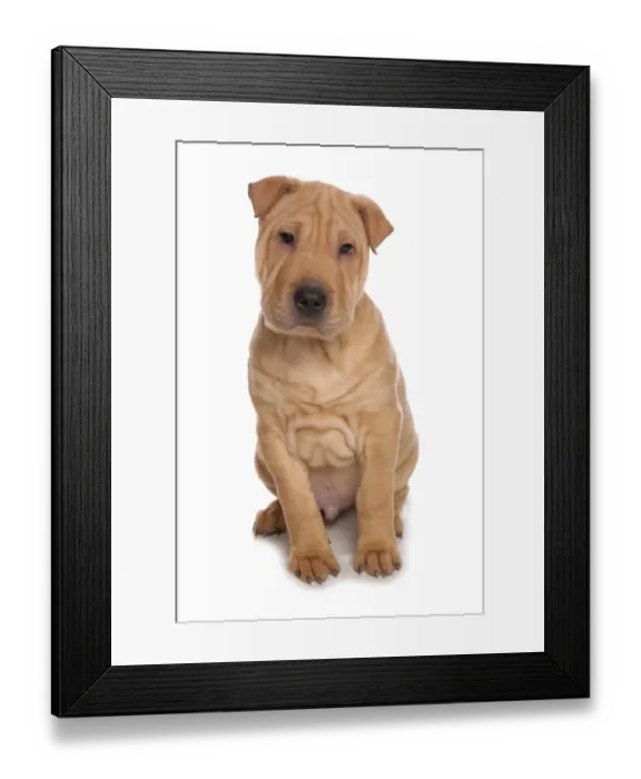 Framed Print : Domestic Dog, Shar Pei, male puppy, sitting Framed Print : Domestic Dog, Shar Pei, male puppy, sitting