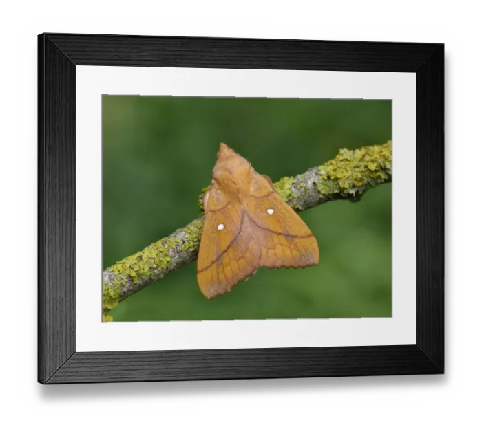 Framed Print : Plum Lappet (Odonestis pruni) adult male, resting on lichen covered twig, Cannobina Valley, Piedmont, Northern Italy, july Framed Print : Plum Lappet (Odonestis pruni) adult male, resting on lichen covered twig, Cannobina Valley, Piedmont, Northern Italy, july