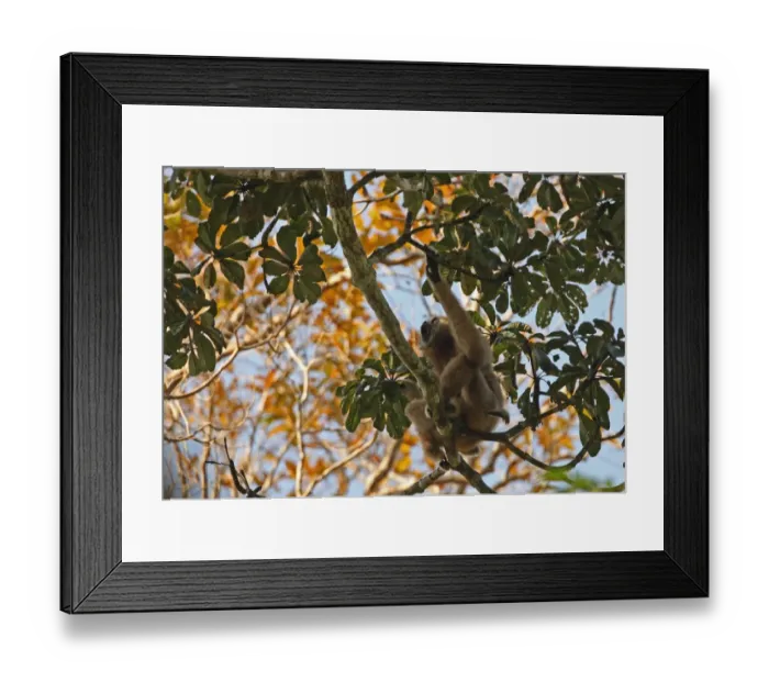 Framed Print : Common Gibbon (Hylobates lar) adult female with young, calling, sitting in tree, Kaeng Krachan N. P. Thailand, february Framed Print : Common Gibbon (Hylobates lar) adult female with young, calling, sitting in tree, Kaeng Krachan N. P. Thailand, february