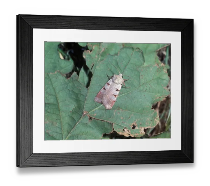 Framed Print : Moth - Rustic Autumnal (Noctua glareosa) on leaf Framed Print : Moth - Rustic Autumnal (Noctua glareosa) on leaf