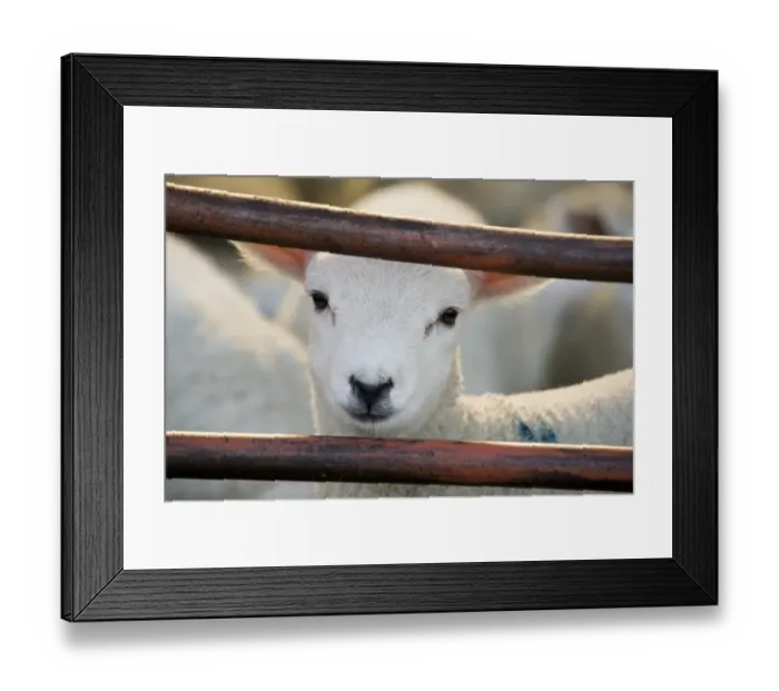Framed Print : Domestic Sheep, lamb, close-up of head, looking out of pen, North Yorkshire, England, march Framed Print : Domestic Sheep, lamb, close-up of head, looking out of pen, North Yorkshire, England, march