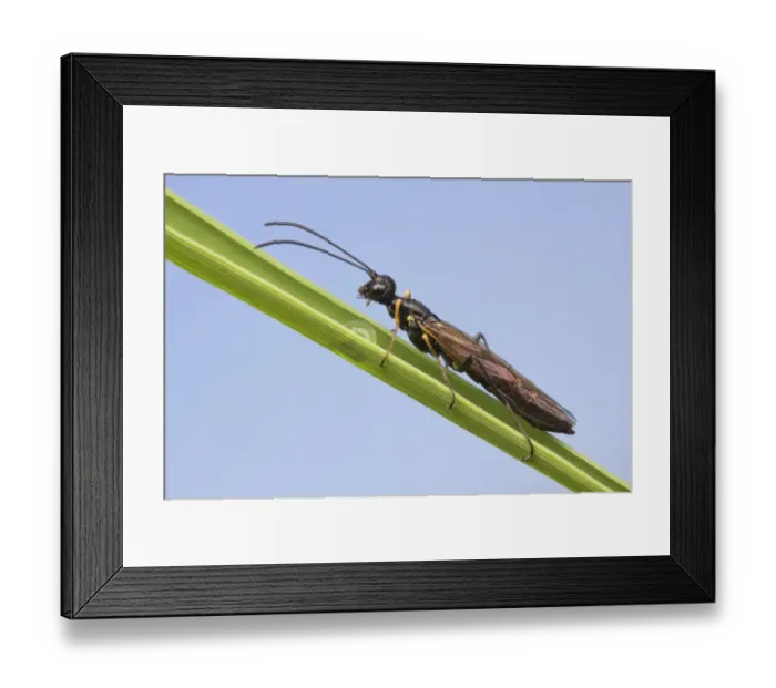 Framed Print : Stem Sawfly (Cephidae sp. ) adult, resting on leaf with water droplet, Leicestershire, England, june