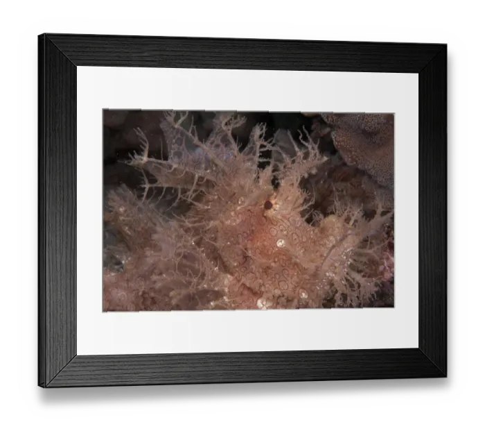Framed Print : Merlet's Scorpionfish (Rhinopias aphanes) adult, close-up of head, Lembata Island, Solor Archipelago, Lesser Sunda Islands, Indonesia Framed Print : Merlet's Scorpionfish (Rhinopias aphanes) adult, close-up of head, Lembata Island, Solor Archipelago, Lesser Sunda Islands, Indonesia