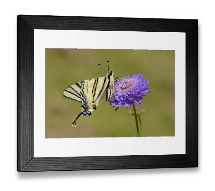 Framed Print : Scarce Swallowtail (Iphiclides podalirius) adult, underside, resting on scabious flower Framed Print : Scarce Swallowtail (Iphiclides podalirius) adult, underside, resting on scabious flower