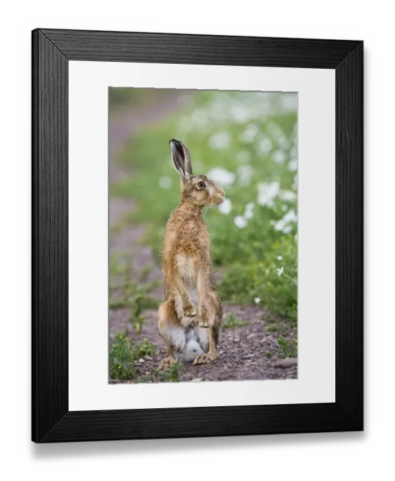 Framed Print : European Hare (Lepus europaeus) adult, alert, standing on hind legs, on track in farmland, County Durham, England, june Framed Print : European Hare (Lepus europaeus) adult, alert, standing on hind legs, on track in farmland, County Durham, England, june