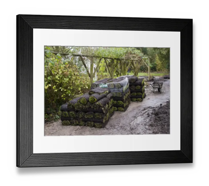 Framed Print : Rolls of lawn turf for laying in garden, England, october Framed Print : Rolls of lawn turf for laying in garden, England, october