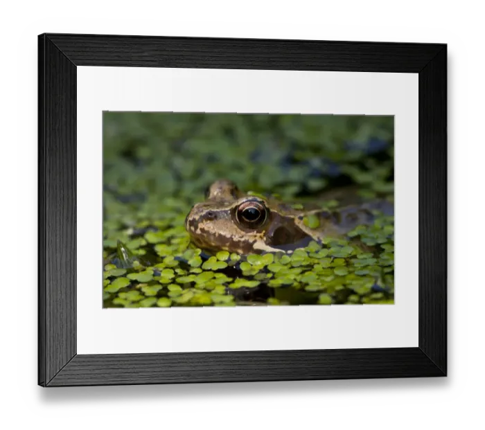 Framed Print : Common Frog (Rana temporaria) adult, head amongst duckweed at surface of garden pond, Dorset, England, may Framed Print : Common Frog (Rana temporaria) adult, head amongst duckweed at surface of garden pond, Dorset, England, may