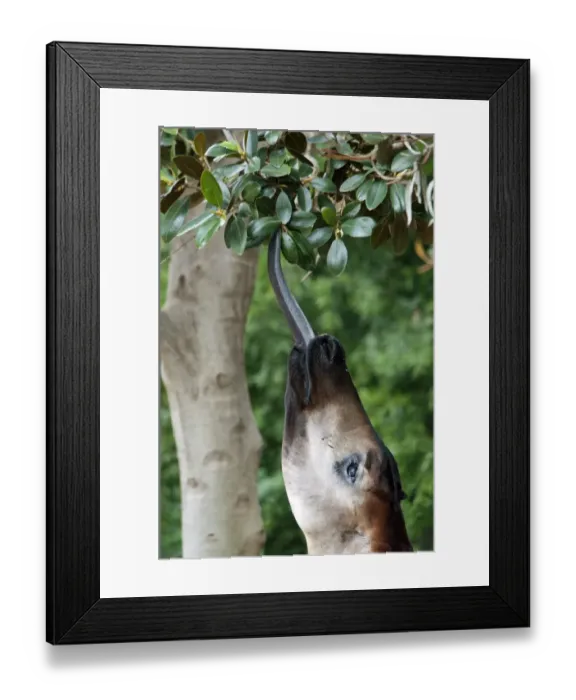 Framed Print : Okapi (Okapia johnstoni) adult, close-up of head, feeding with tongue stretching out for leaves (captive)