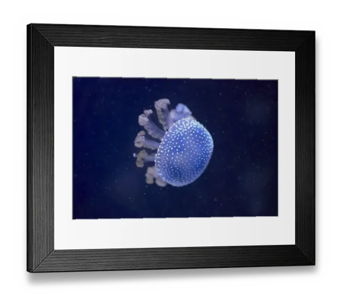 Framed Print : White-spotted Jellyfish (Phyllorhiza punctata) adult (captive) Framed Print : White-spotted Jellyfish (Phyllorhiza punctata) adult (captive)