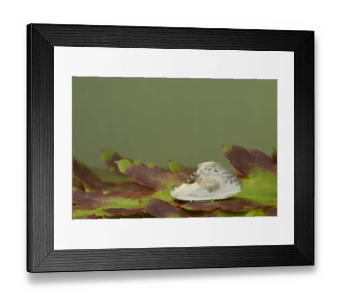 Framed Print : Chinese Character Moth (Cilix glaucata) adult, bird-dropping mimic, resting on leaf, Essex, England Framed Print : Chinese Character Moth (Cilix glaucata) adult, bird-dropping mimic, resting on leaf, Essex, England
