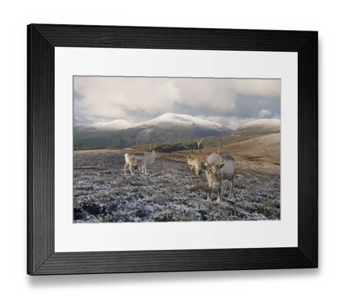 Framed Print : Reindeer (Rangifer tarandus) adults, feeding on snow covered hillside habitat, Cairngorm Mountains, Highlands, Scotland, winter Framed Print : Reindeer (Rangifer tarandus) adults, feeding on snow covered hillside habitat, Cairngorm Mountains, Highlands, Scotland, winter