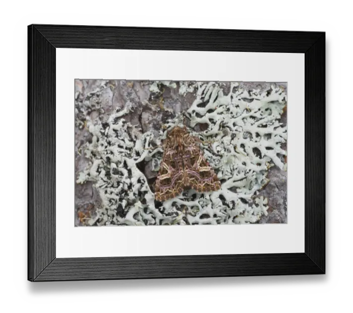 Framed Print : Campion (Hadena rivularis) adult, resting on lichen, Essex, England Framed Print : Campion (Hadena rivularis) adult, resting on lichen, Essex, England