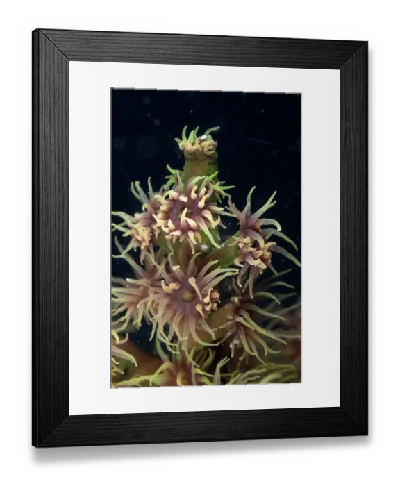 Framed Print : Coral (Tubastraea micrantha) close-up of polyps, extended at night, Lembata Island, Solor Archipelago, Lesser Sunda Islands, Indonesia Framed Print : Coral (Tubastraea micrantha) close-up of polyps, extended at night, Lembata Island, Solor Archipelago, Lesser Sunda Islands, Indonesia